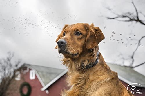 41R-DWx6KVL._AC_SY350_